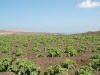 haria_lanzarote_10